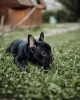 Photo №3. bouledogue français. Allemagne