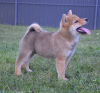 Photo №1. shiba - à vendre en ville de Belgrade | négocié | Annonce №111194