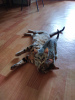 Photo №3. chat bengal avec chaton. Fédération de Russie