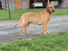 Photo №3. Beaux chiots labrador rouge renard. Hong Kong