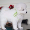 Photos supplémentaires: CHIOTS SAMOYED MIGNONS DISPONIBLES À LA VENTE