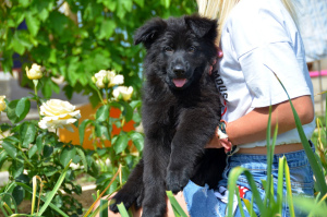 Photos supplémentaires: Chiot berger allemand, fille, noir, métrique KSU / FCI, 67 jours