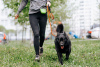 Photo №1. chien bâtard - à vendre en ville de Москва | Gratuit | Annonce №70791