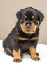 Photo №1. rottweiler - à vendre en ville de Prague | négocié | Annonce №109963