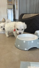 Photo №1. bichon maltais - à vendre en ville de Kaunas | 400€ | Annonce №127607