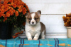 Photo №3. Adorables chiots Welsh Corgi. Grèce