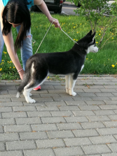 Photos supplémentaires: Merveilleuse fille Husky