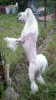Photo №2 de l'annonce № 105362 de la vente chien chinois à crête - acheter à Allemagne éleveur