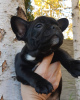 Photo №4. Je vais vendre bouledogue en ville de Bremen. annonce privée - prix - 360€