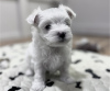 Photo №1. bichon maltais - à vendre en ville de Bruxelles | 200€ | Annonce №123530