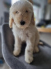 Photo №3. Prêt à partir maintenant. Chiots Goldendoodles. USA