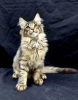 Photo №1. maine coon - à vendre en ville de Charleroi | Gratuit | Annonce № 127682