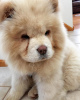 Photo №1. chow-chow - à vendre en ville de Bucharest | Gratuit | Annonce №109536