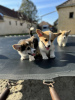 Photos supplémentaires: Chiots Welsh Corgi Pembroke