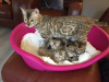 Photo №3. Chatons Champion Bengal Cats disponibles pour les maisons de retraite. Pologne