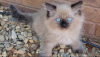 Photo №1. british shorthair - à vendre en ville de Munich | 300€ | Annonce № 109747