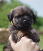 Photo №4. Je vais vendre border terrier en ville de Szczecinek. éleveur - prix - 1300€