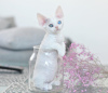 Photo №3. Femelle Devon Rex yeux différents. Pays Bas