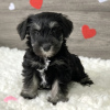 Photo №1. schnauzer moyen - à vendre en ville de Berlin | Gratuit | Annonce №125354