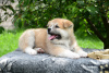 Photos supplémentaires: chiots akita inu