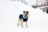 Photo №2 de l'annonce № 34796 de la vente chien bâtard - acheter à Fédération de Russie annonce privée