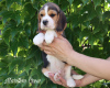 Photo №3. Beagle au chenil. Arabie Saoudite