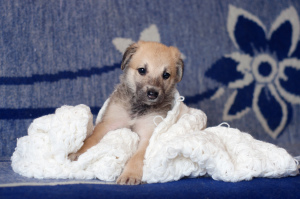 Photo №2 de l'annonce № 3516 de la vente chien bâtard - acheter à Biélorussie annonce privée