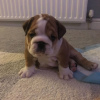 Photos supplémentaires: De jolis chiots Bulldog anglais disponibles maintenant