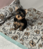 Photo №1. yorkshire terrier - à vendre en ville de Budapest | négocié | Annonce №110162