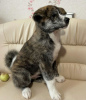 Photo №2 de l'annonce № 13109 de la vente akita (chien) - acheter à Fédération de Russie annonce privée, éleveur