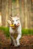 Photos supplémentaires: Le beau husky Hart est entre de bonnes mains