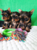 Photo №4. Je vais vendre yorkshire terrier en ville de Tbilissi. annonce privée - prix - négocié