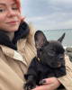 Photo №4. Je vais vendre bouledogue en ville de Cologne. annonce privée - prix - 360€