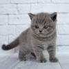 Photo №3. Chatons British Shorthair à vendre. Allemagne