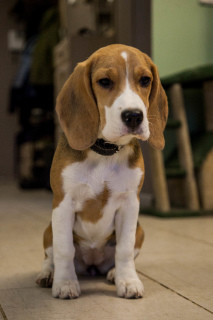 Photo №2 de l'annonce № 5561 de la vente beagle - acheter à Fédération de Russie annonce privée