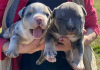 Photo №3. Chiots American Bully Pocket Tricolor Merle. Serbie