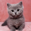 Photo №3. Les chatons Munchkin de Katherine Murphy. La Grande-Bretagne