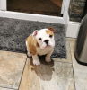 Photo №1. bulldog anglais - à vendre en ville de Гауда | 400€ | Annonce №111518