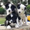 Photo №1. border collie - à vendre en ville de Varsovie | 400€ | Annonce №124418