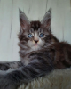 Photo №1. maine coon - à vendre en ville de Paris | négocié | Annonce № 85901