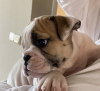 Photo №1. bulldog anglais - à vendre en ville de Belgrade | négocié | Annonce №75675