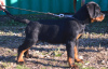 Photo №4. Je vais vendre rottweiler en ville de Werbass.  - prix - négocié