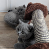 Photo №2 de l'annonce № 114825 de la vente british shorthair - acheter à Pologne éleveur