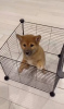 Photo №1. shiba - à vendre en ville de Budapest | négocié | Annonce №42526