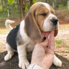 Photo №1. beagle - à vendre en ville de Bonn | 473€ | Annonce №119512