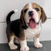 Photo №1. beagle - à vendre en ville de Budapest | négocié | Annonce №42530