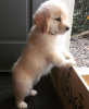 Photo №3. CHIOT GOLDEN RETRIEVER DISPONIBLE. USA