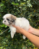 Photo №2 de l'annonce № 43047 de la vente shih tzu - acheter à Pologne 