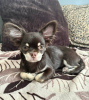 Photo №1. chihuahua - à vendre en ville de Texas City | 284€ | Annonce №105857