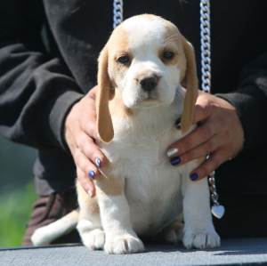 Photo №3. Fille magnifique. Beagle. Biélorussie